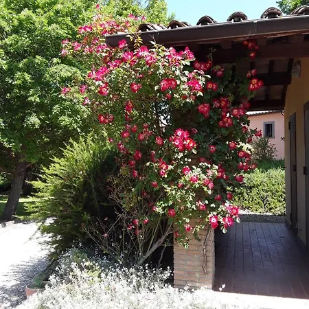 Laporcilaia *