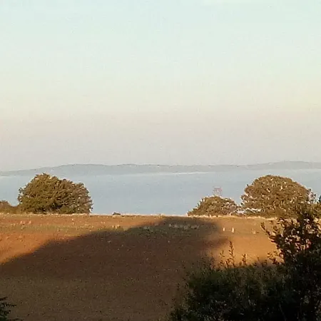 Laporcilaia *