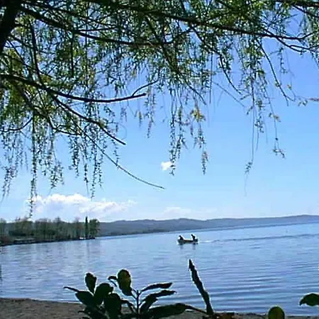 Laporcilaia *